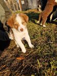 Ljuvliga valpar! Welsh Sheepdog/bordercollie