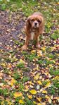 Cavalier king Charles Spaniel