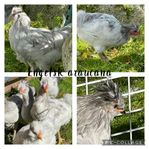 Tupp Engelsk Araucana 