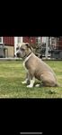 American Bully xl valp