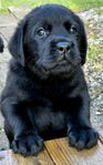 Labrador Retriever Valparna 