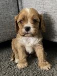 CAVAPOO valpar 