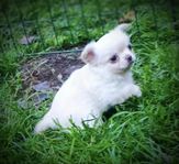 Supersocial chihuahua hanvalp reg i Skk 