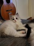 Sibirisk Ragdoll korsning 