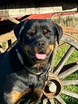 Jürgen - 12 månader - Rottweiler hane letar efter en famil