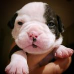 Olde english bulldog valpar! 