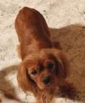 Cavalier King Charles Spaniel