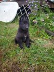 Belgisk Vallhund Groenendael