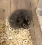 Långhårig guldhamster hane med stamtavla