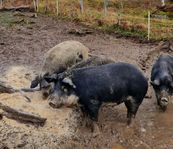 Suggor mangalitza/linderöd