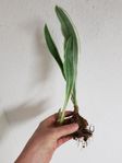 Sansevieria svärmorstunga flera sorter växter krukväxt 