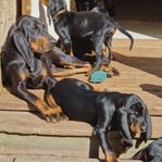 Hundvalpar Black and Tan Coonhound