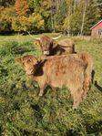 highland cattle kviga