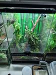 Terrarium Exo Terra & 2 ögonfransgeckos