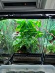 Terrarium Exo Terra & 2 svanslösa ögonfransgeckos