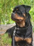 Rottweiler