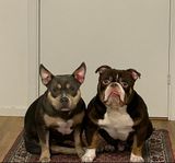 2 American Bully och snälla hundar