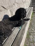 Omplacering Labradoodel Lagotto tik