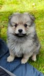 Gosiga Zeddi Pomeranian/Mittelspitz hanvalp