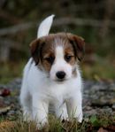 Jack Russell Terrier SKK valp