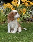 en cavalier king charles spaniel-hane i färgen blenheim