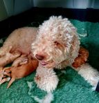 Lagotto Romagnolo SKK