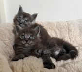 Maine Coon med stamtavla 