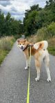 Akita inu