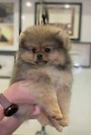 Pomeranian valpar 