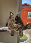 Maine Coon Hane