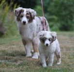 Australian Shepherd hane 