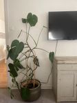 stor monstera 