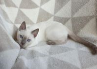 THAI KATT  SIAMESE KATT 