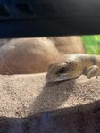 Peter’s banded skink 