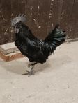 Ayam cemani 