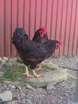 Rhode island red