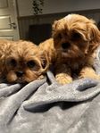 cavalier/shihtzu valpar