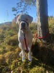 Dogo Argentino