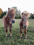 Två goa små shetlandsponnygrabbar 