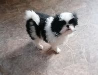 Japanese chin 