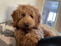 Multigen Austrailian Labradoodle 