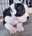 olde english bulldog valpar 