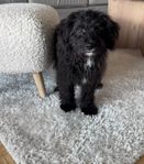 Underbar Cavapoo valp 