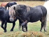 3st shettisvalacker 2,5år 