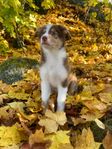 Australian shepherd Leveransklara valpar