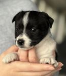 Jack Russell terrier SKK reg