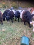 Belted Galloway