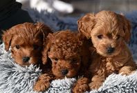 Cavapoo