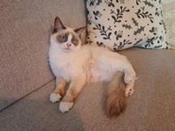 Gullig Ragdoll/Neva Masquerade/Angora blandning