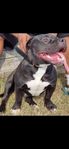 American Bully